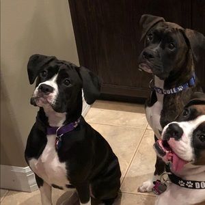 Meet your Posher, Tracey